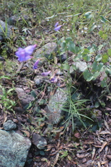 Penstemon stenophyllus