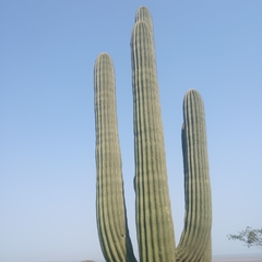 Carnegiea gigantea