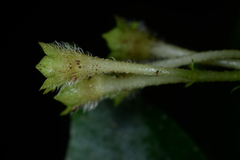 Argostemma solaniflorum