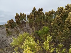 Baccharis sarothroides × pilularis