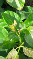 Canavalia ensiformis