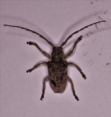 Crossotus stypticus
