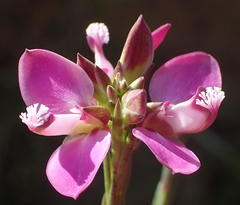 Polygala umbellata