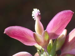 Polygala umbellata