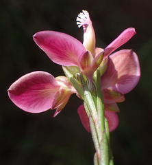 Polygala umbellata