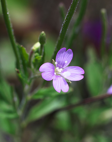 Long-seed willowherb (Epilobium pyrricholophum)