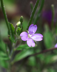 Epilobium pyrricholophum