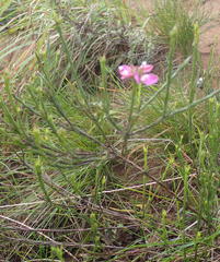 Polygala umbellata