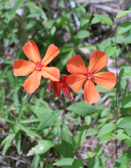 Silene miqueliana