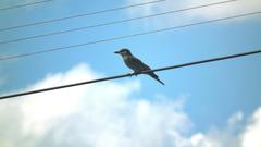 Coracias garrulus garrulus