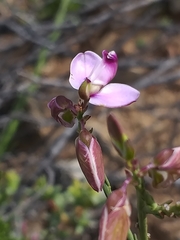 Polygala microlopha