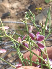Polygala microlopha