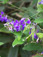 Vicia pseudo-orobus