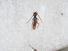 Ossibia murina