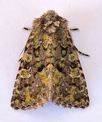 Paramiana smaragdina