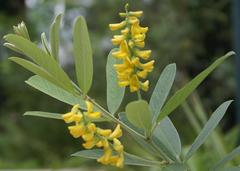 Eriosema psoraleoides