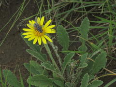 Arctotis arctotoides