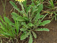 Arctotis arctotoides