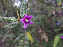 Howittia trilocularis