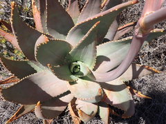 Aloe perfoliata