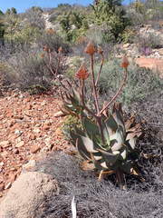 Aloe perfoliata