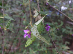 Howittia trilocularis