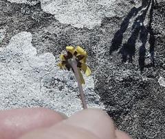 Crassothonna capensis