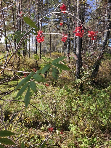 Sambucus sibirica