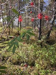Sambucus sibirica
