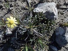 Crassothonna capensis