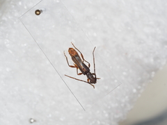 Ossibia murina