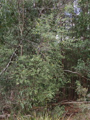 Howittia trilocularis