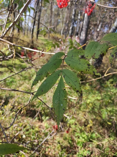 Sambucus sibirica, photograph 1