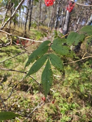 Sambucus sibirica, photograph Юлия, CC BY, iNaturalist via GBIF