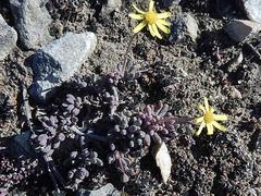 Crassothonna capensis