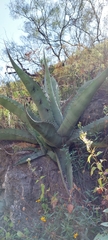 Agave asperrima asperrima