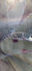Agave asperrima asperrima