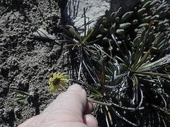 Crassothonna capensis