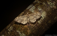 Chloroclystis mniochroa