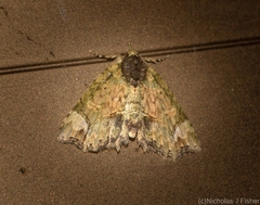 Tamba conscripta