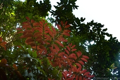 Cupaniopsis newmanii