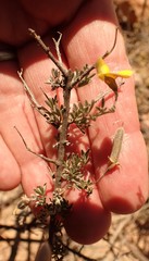 Lotononis dahlgrenii