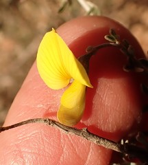 Lotononis dahlgrenii