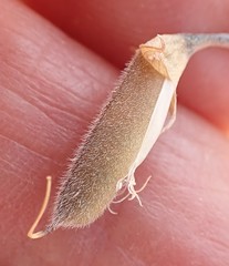 Lotononis dahlgrenii