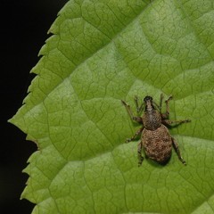 Otiorhynchus singularis