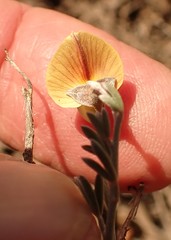 Lotononis dahlgrenii