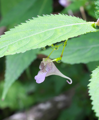 Impatiens hypophylla microhypophylla