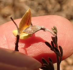 Lotononis dahlgrenii