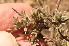 Lotononis dahlgrenii