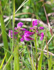 Pedicularis resupinata microphylla
